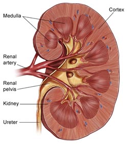 Online resource for children’s kidney conditions