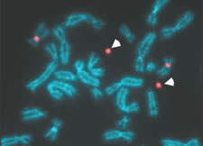 Examining artificial chromosomes