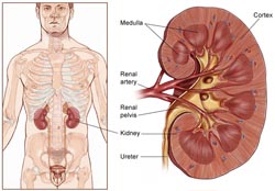 The cost of kidney disease