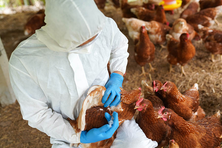 Avian flu detected in two individuals taking part in testing programme