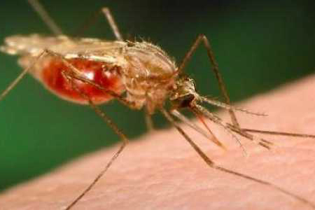 Increasing risk of mosquito-borne diseases in EU